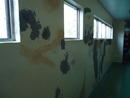 中研院國家實驗動物中心epoxy牆面地板施工 (21)